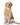 Large Dogs