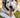 Can Antler Dog Chews Go Bad?